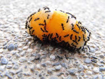 Sposoby na mrówki w domu – poradnik
